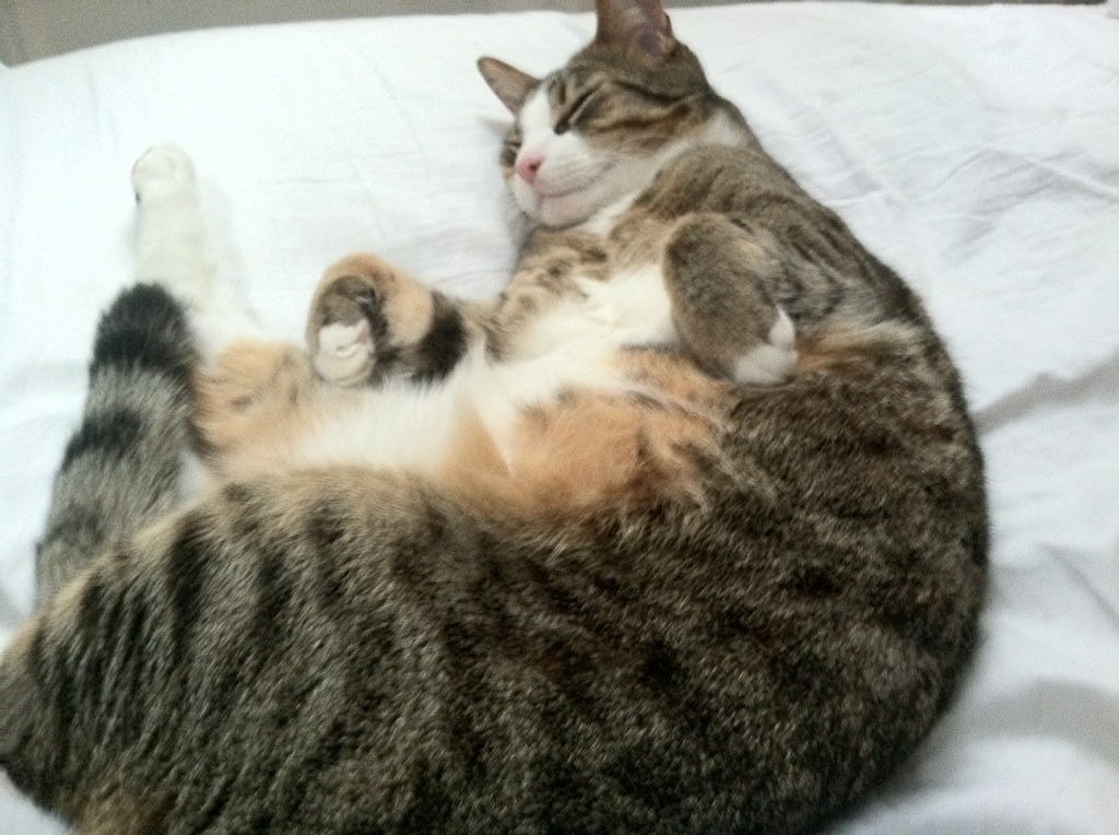 开云体育登录-冰与火的对决，利拉德教科书般的压哨绝杀，让活塞点燃寒冬