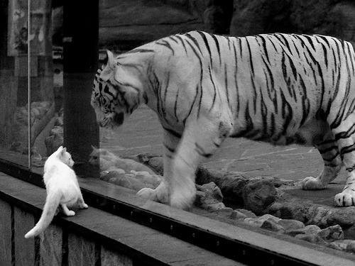 开云体育APP下载-西决生死战之夜，19岁文班亚马的苍老之手