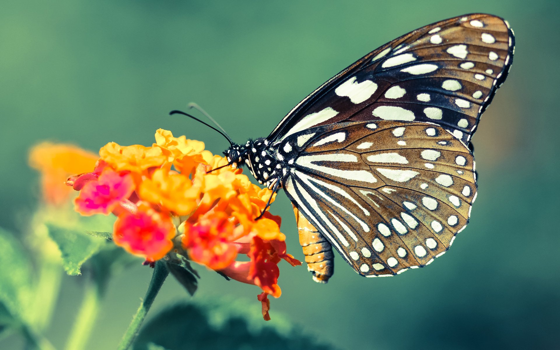当东部决赛的预言,在平行时空轰然应验 勇士制霸篮网的终极想象