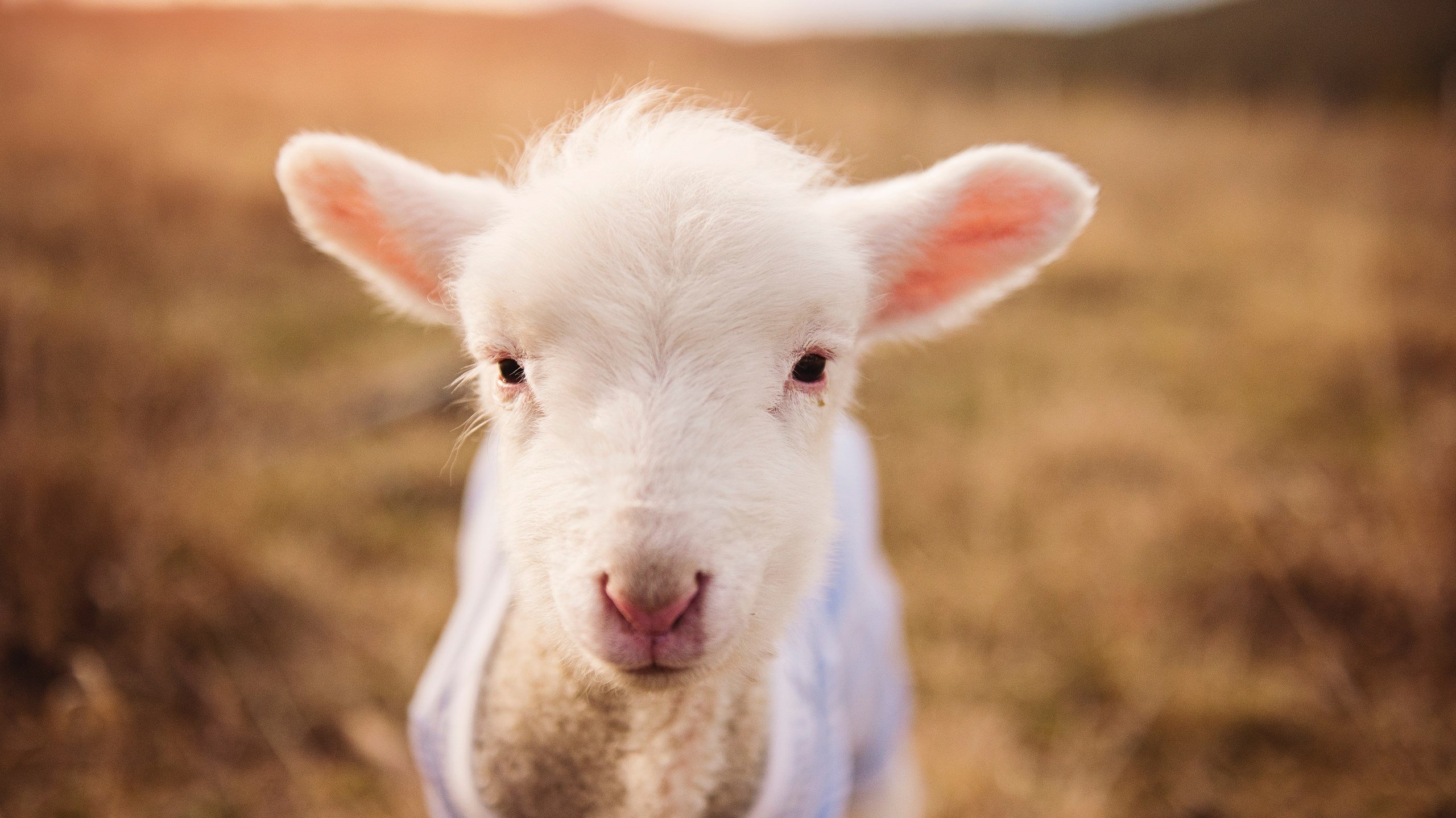 开云体育APP下载-跨越时空的硬仗，新疆爆冷湖人，德罗赞在世界杯接管比赛