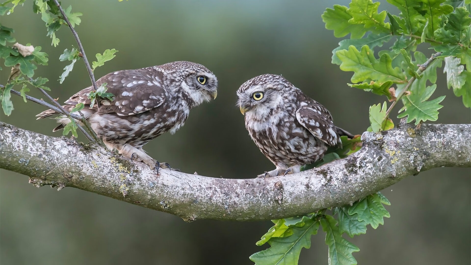 开云体育入口-双城记,宿敌对决中的英雄乐章—范弗利特之夜