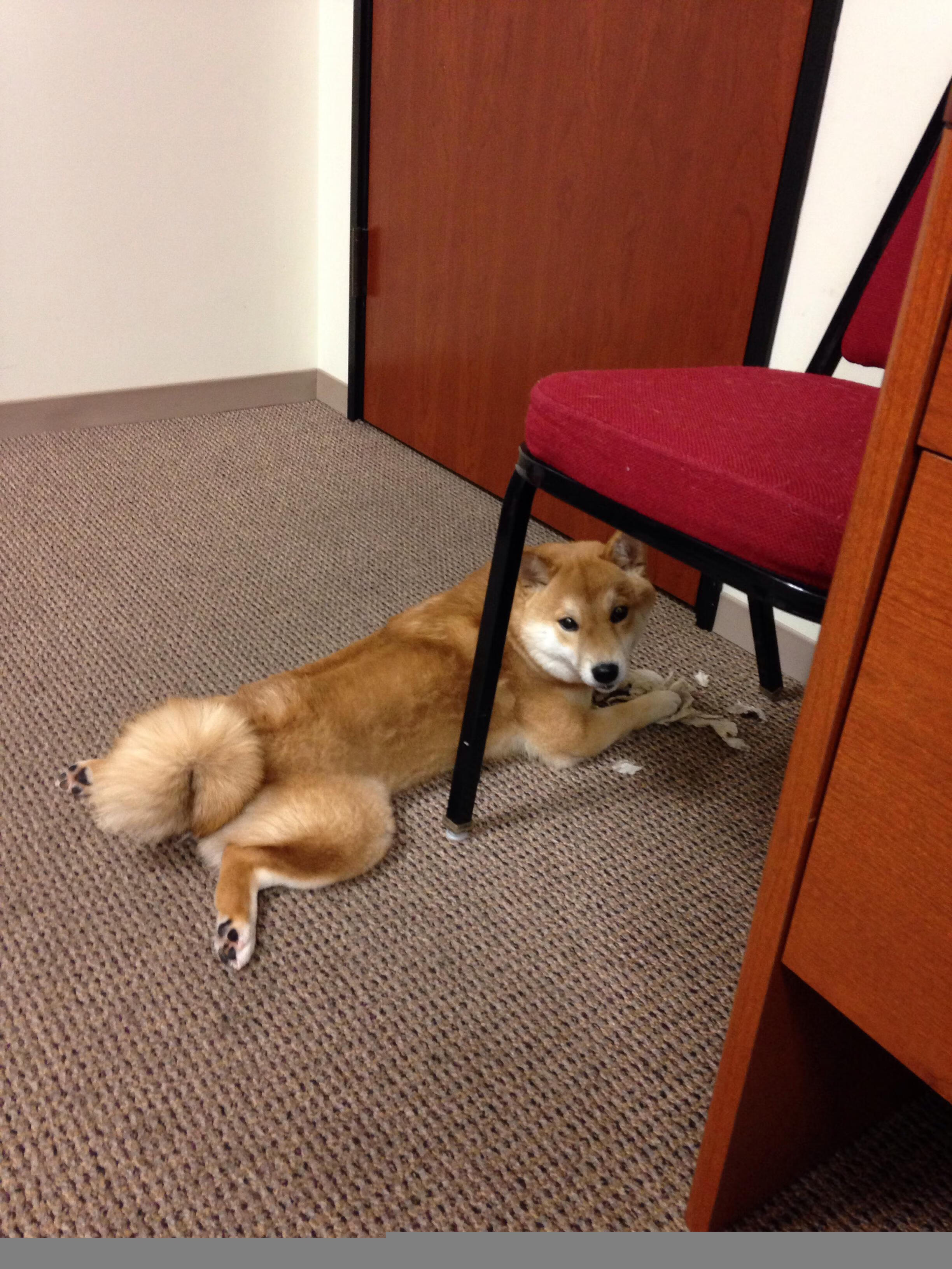 罗德里戈爆发,墨西哥足球的史诗之夜,三幕剧击败法国