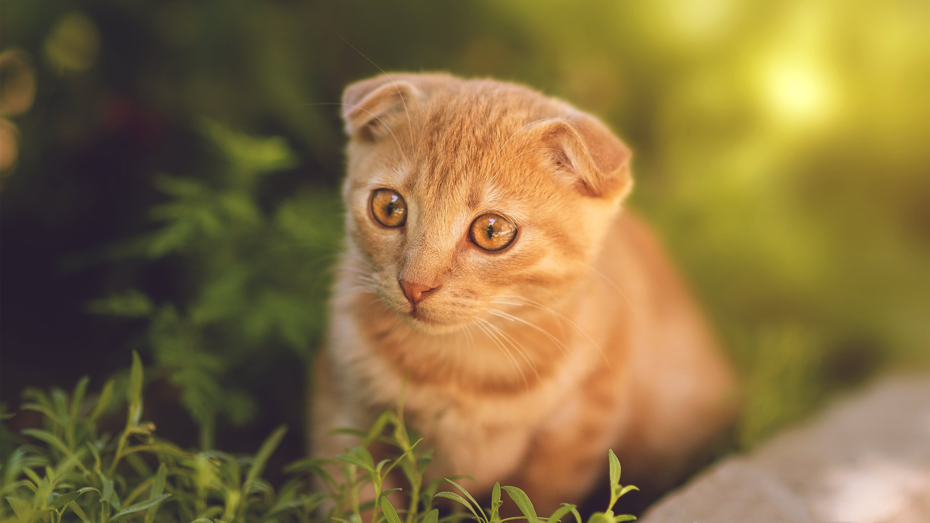 开云体育APP下载-铁壁与利刃,阿尔及利亚铁闸锁死马赛,托尼幽灵无处不在