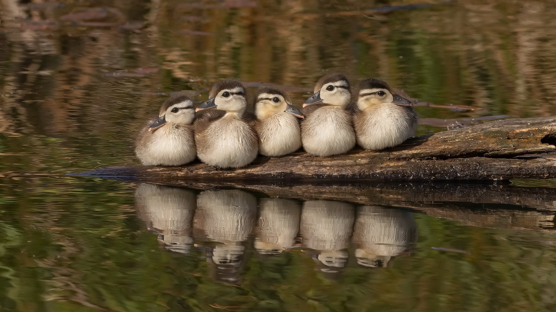 逆袭北非风暴，阿尔及利亚火力全开，终局翻盘德意志战车