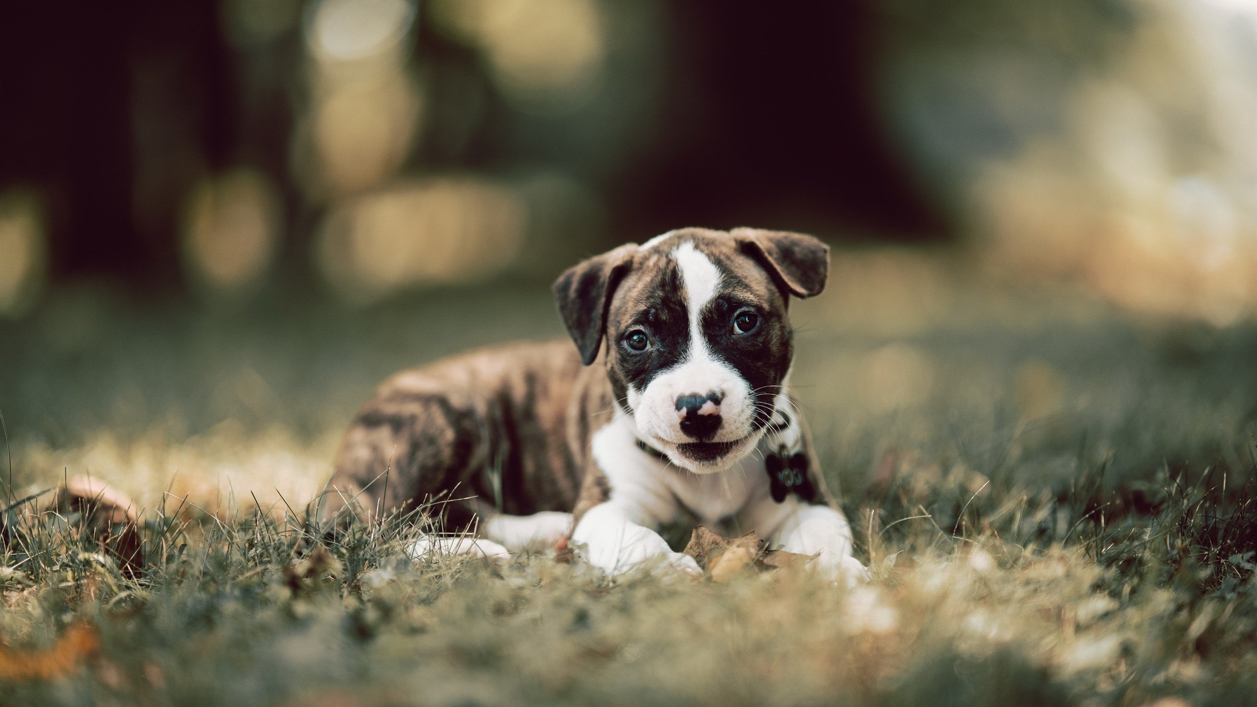 东决关键战之夜，维尼修斯闪电侠式制胜表现点亮赛场