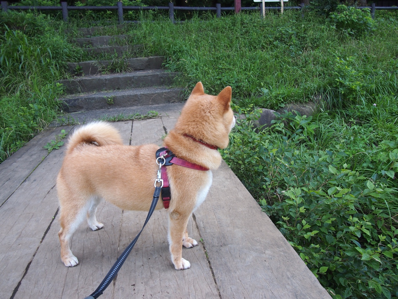 开云APP-亚洲双星分岔路，久保建英如何成为攻防转换核心，折射韩国足球被贝蒂斯粉碎的战术困境