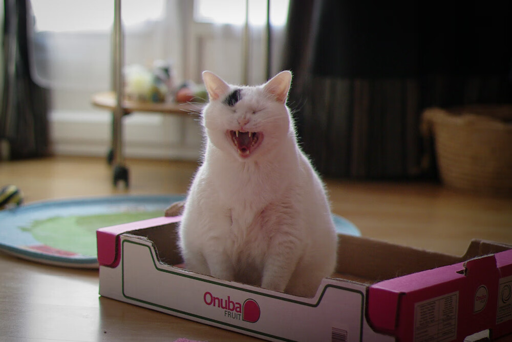 开云sport-速度与激情，F1新赛季揭幕战与NBA雷霆飙速掘金的双重视觉盛宴