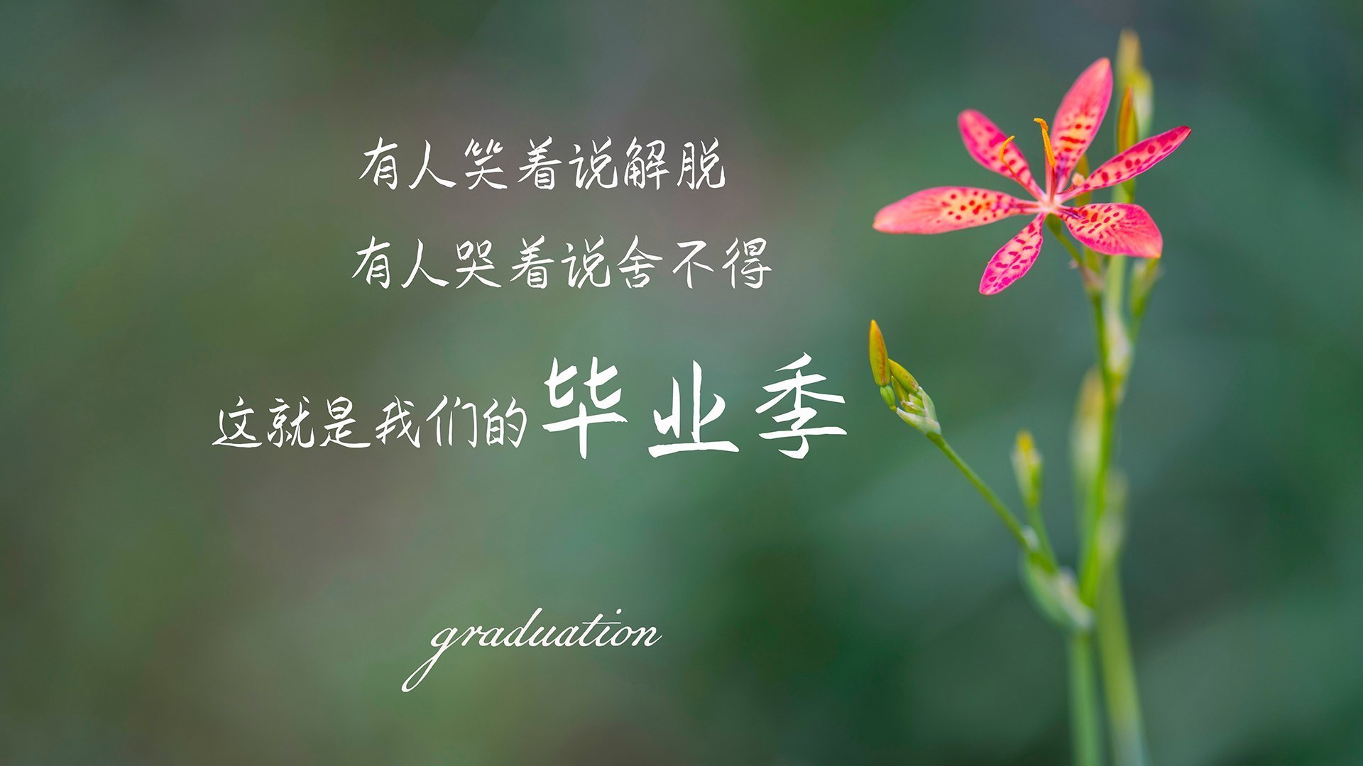 宿命的弧线,2026世界杯豪门对决,加纳风暴横扫厄瓜多尔,加维致命一击锁定胜局